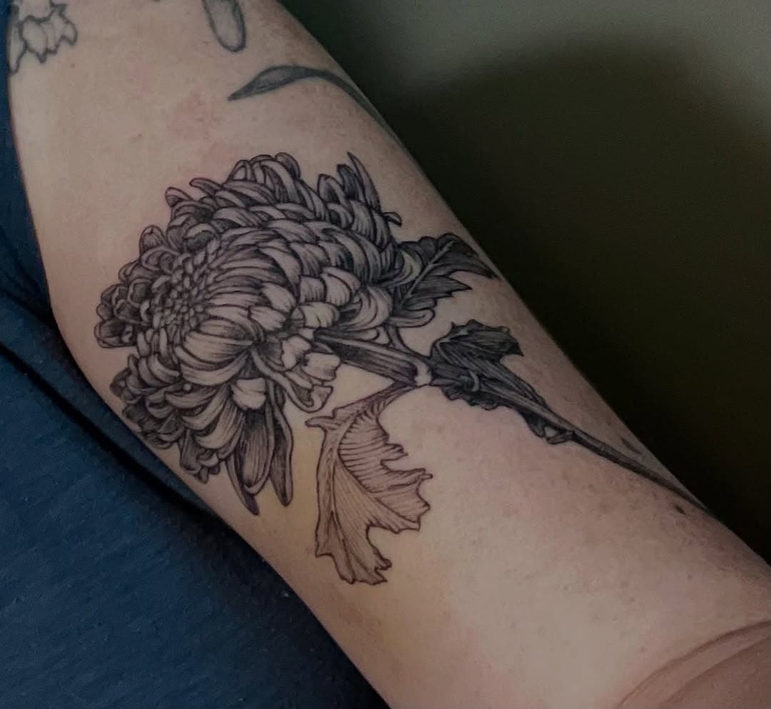 Large chrysanthemum bloom