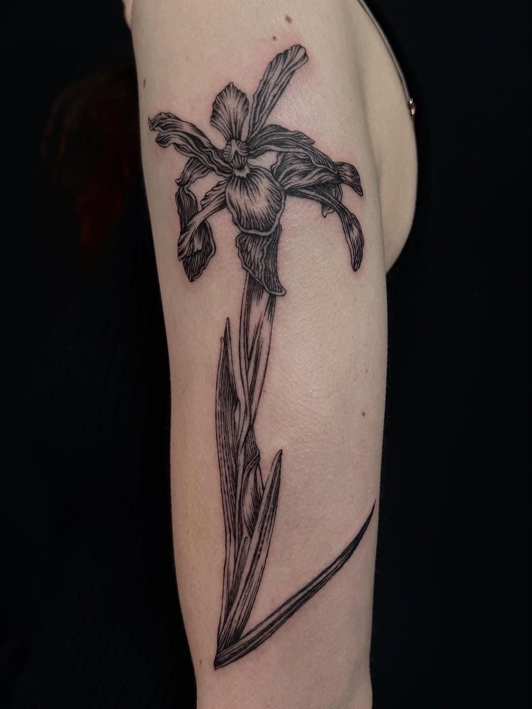 Botanical Iris Flora