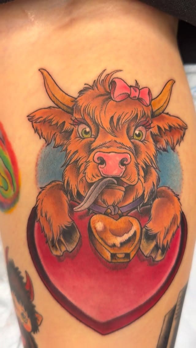 Cuddly highland cow with bell