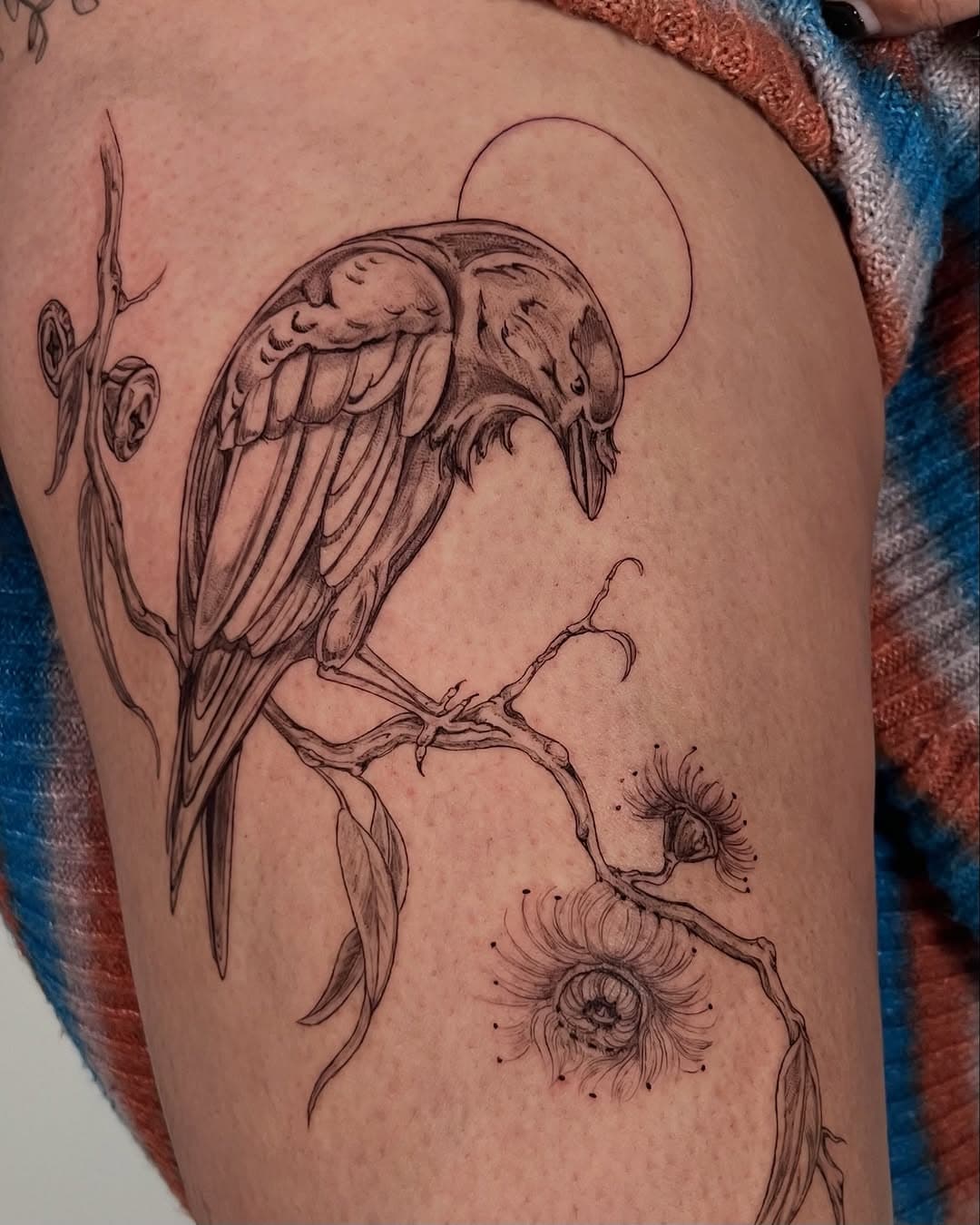 Raven on a branch with eucalyptus flora