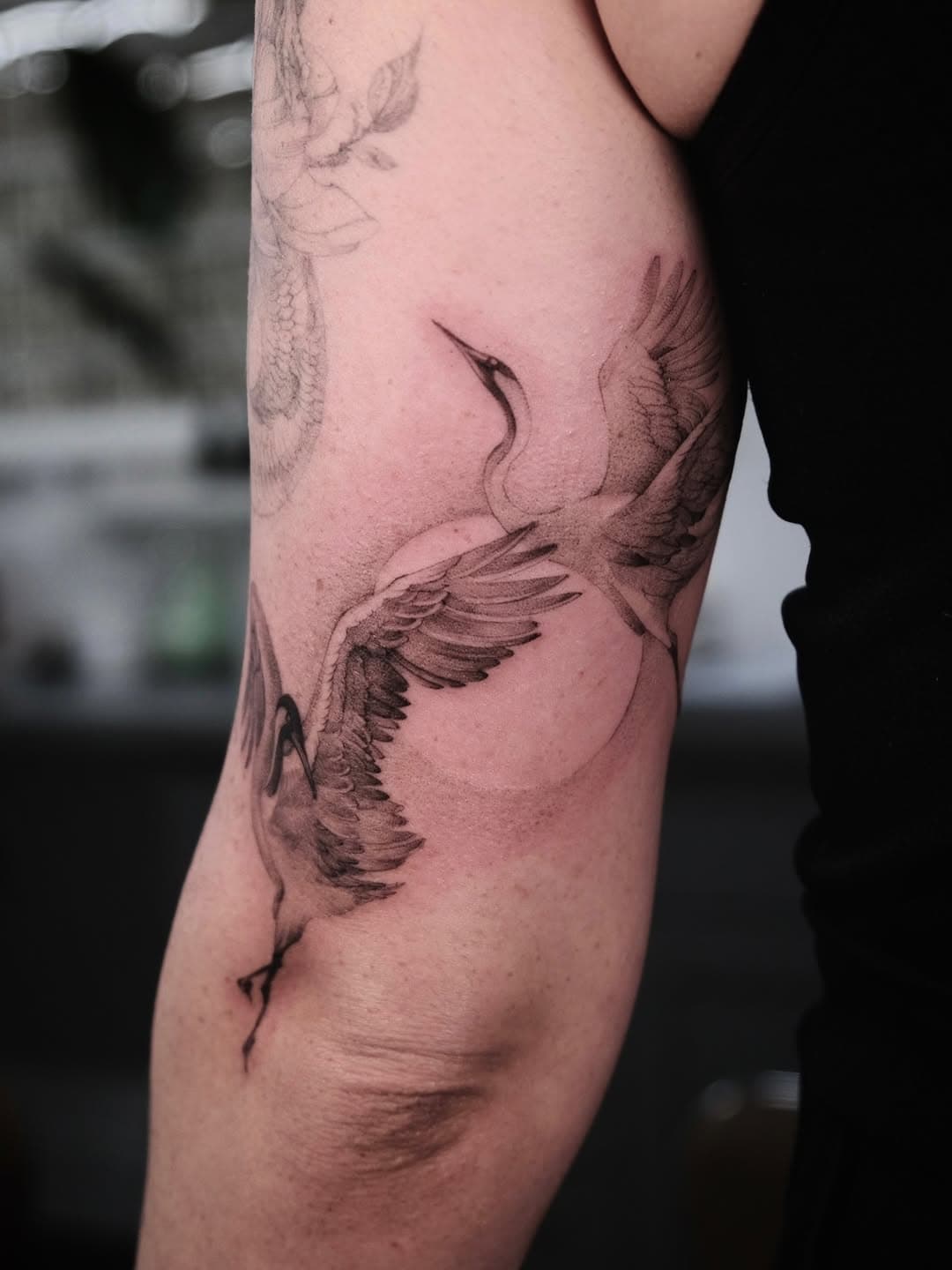 Two cranes in flight