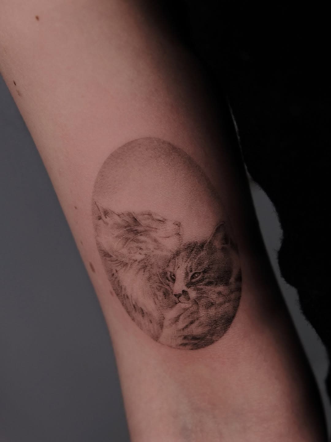 Feline Companion Portrait