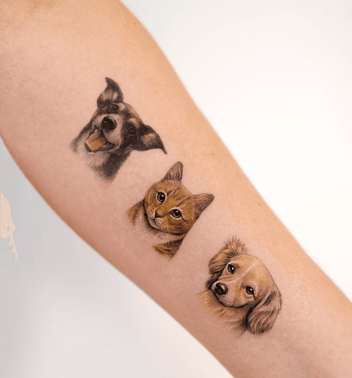 Three Pet Portraits