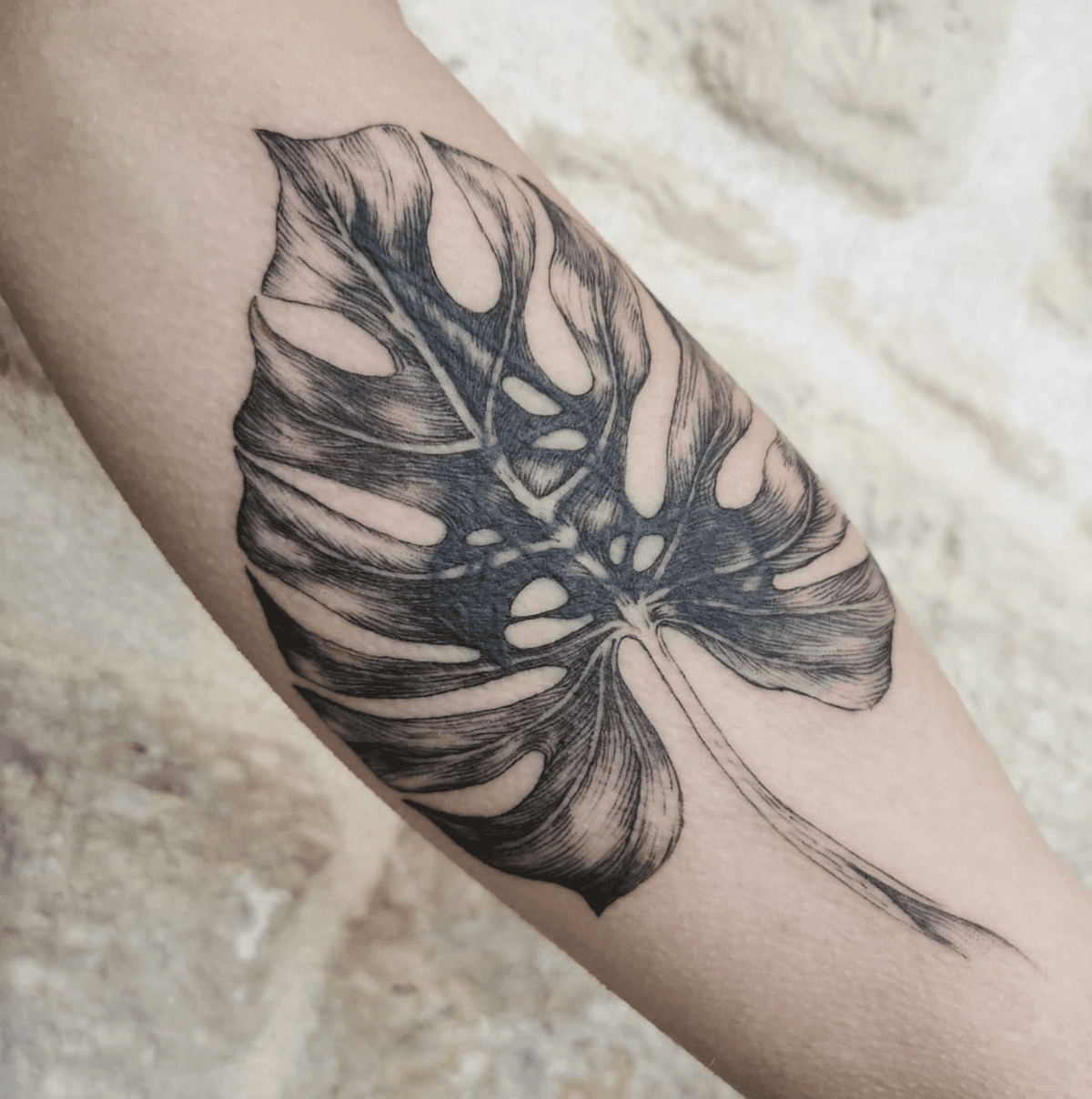 Monstera Leaf