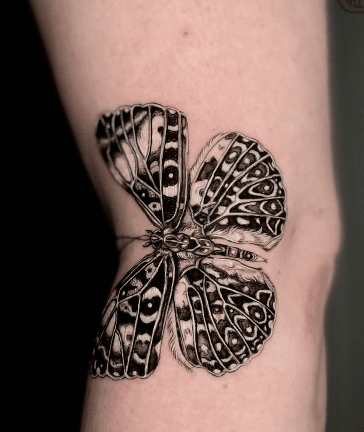 Morphing Butterfly