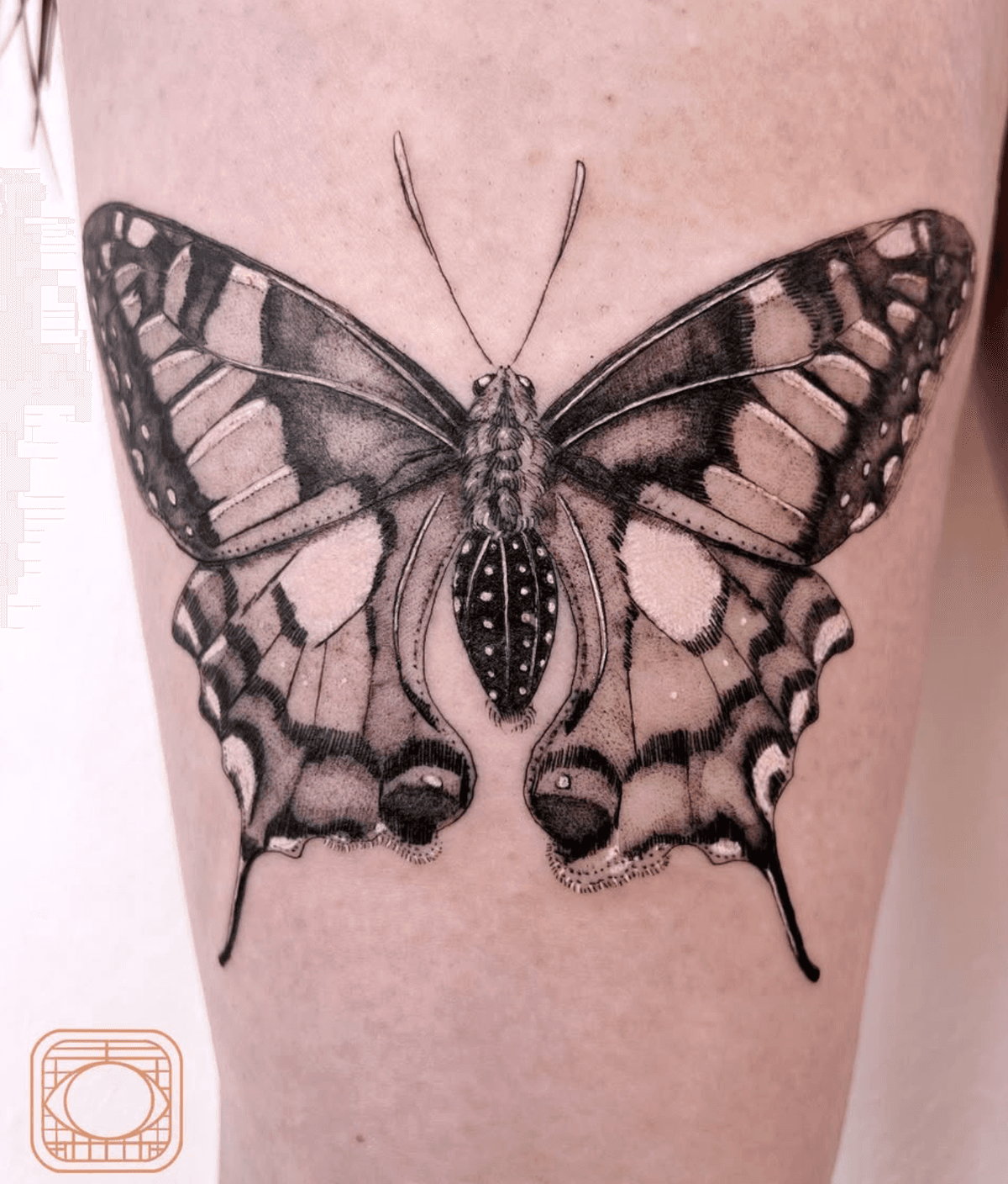 Detailed Butterfly