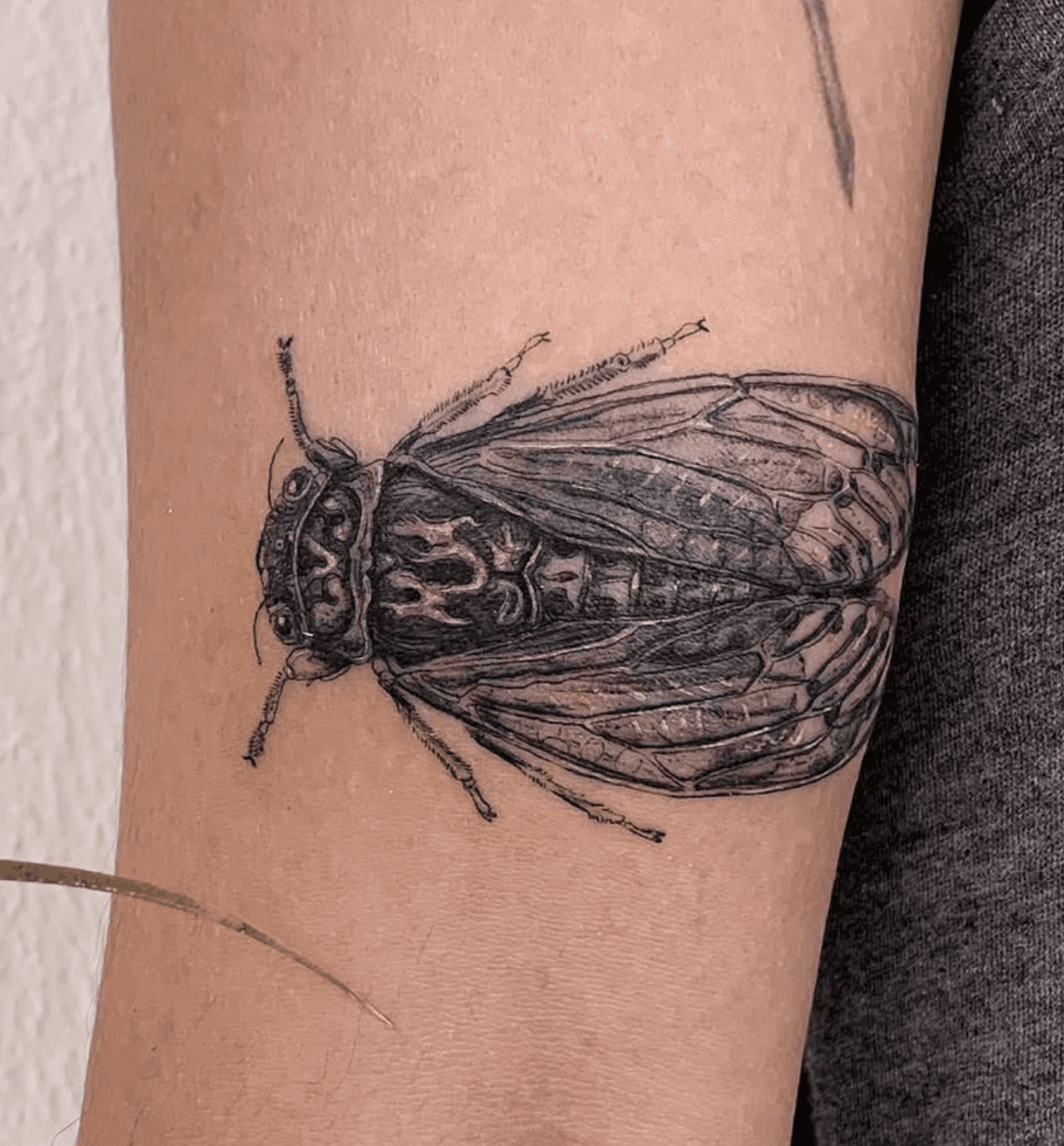 Cicada with Detailed Features