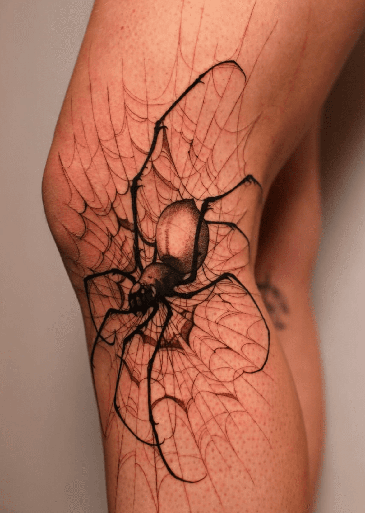 Spider and Web