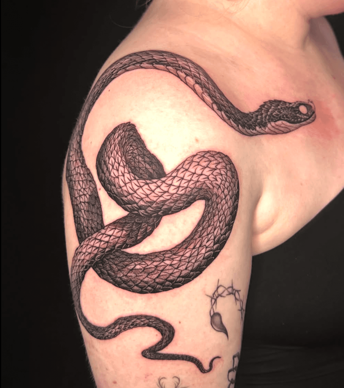 Coiled Snake