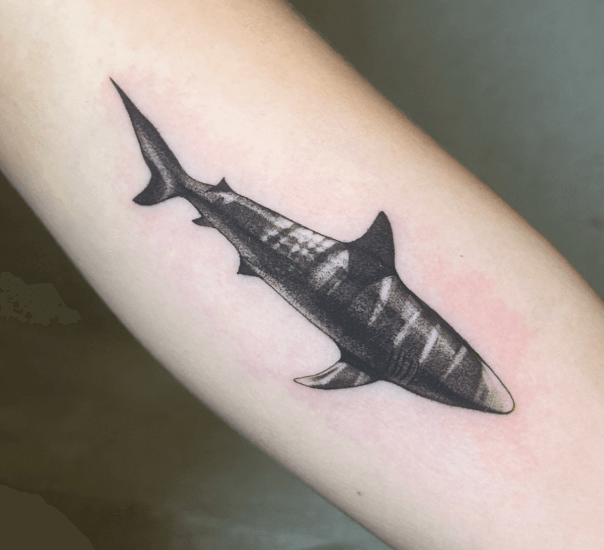 Shark