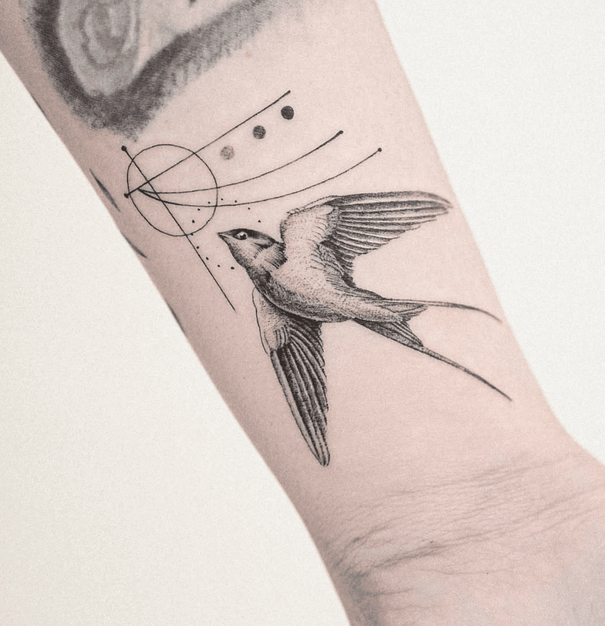 Swift Bird in Flight