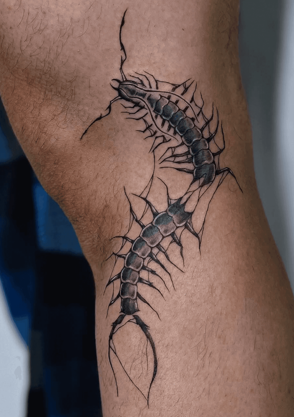 Realistic Centipede Knee Art