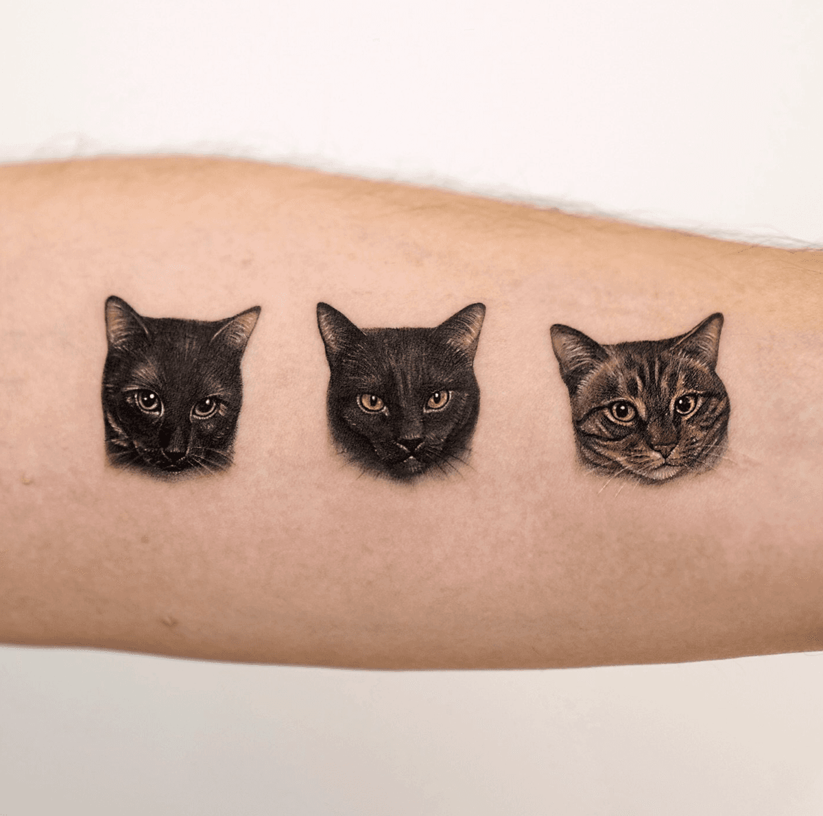 Triple Cat Portrait