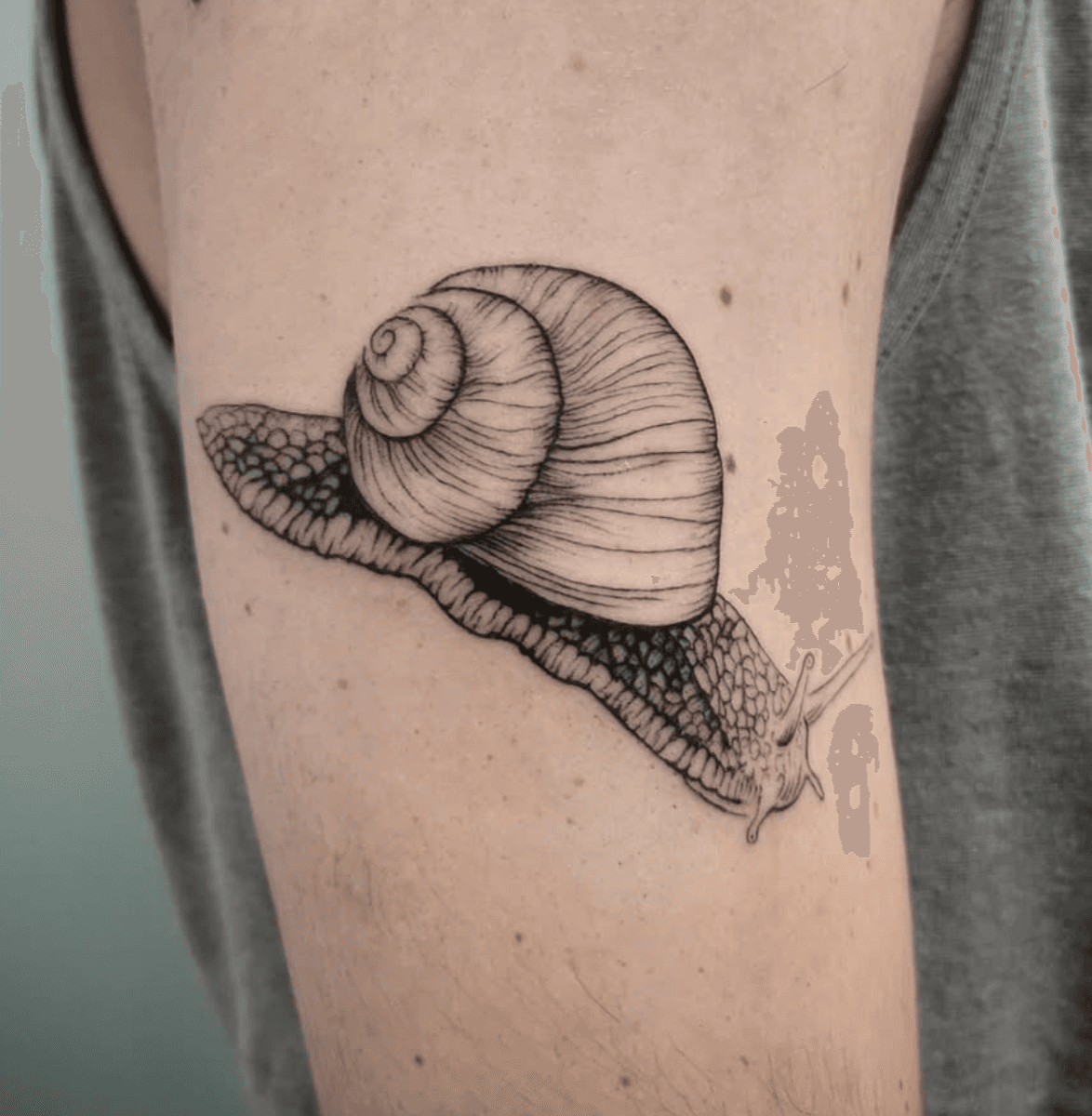 Detailed Snail