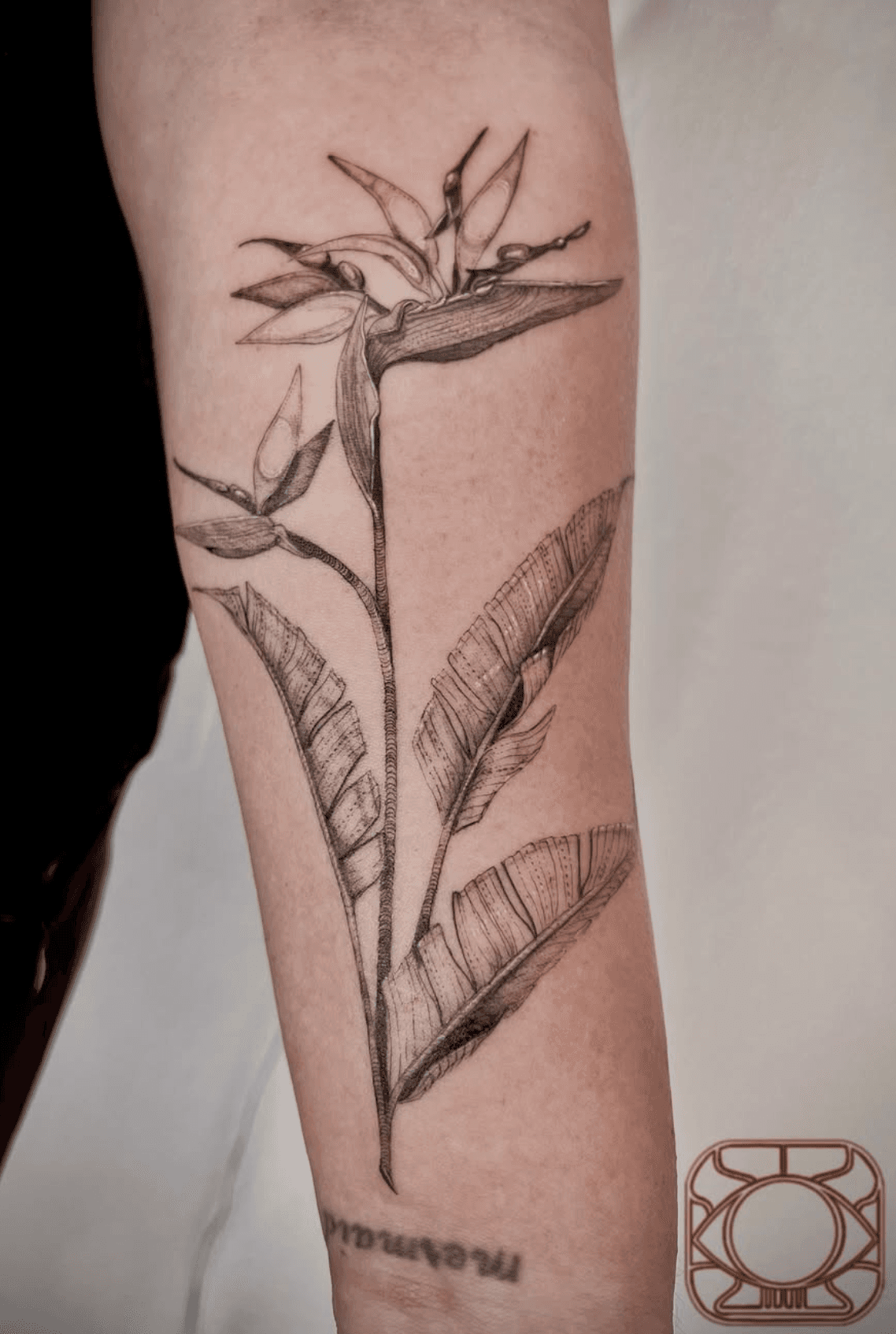 Delicate Bird of Paradise