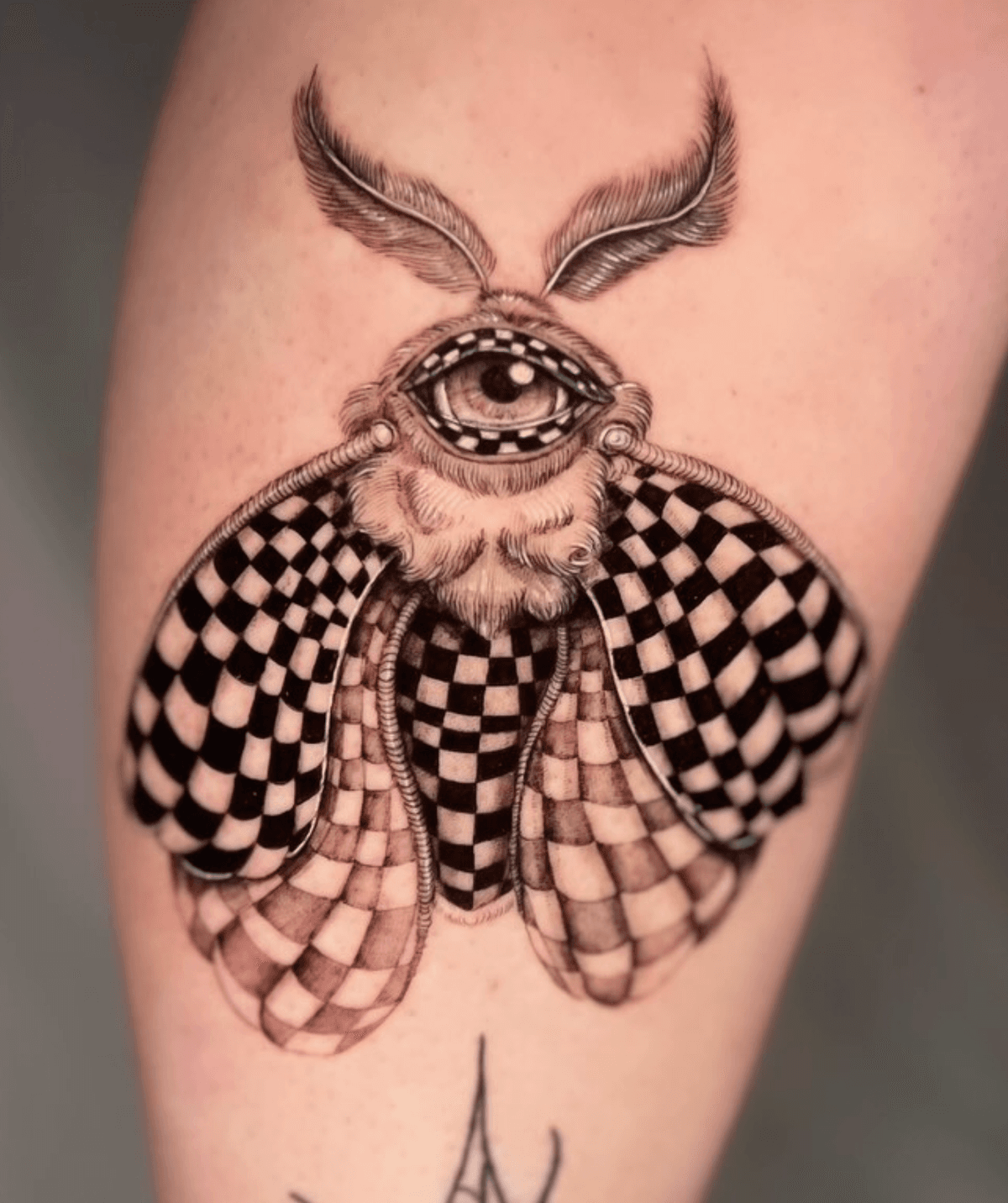 Checkered Moth with Eye