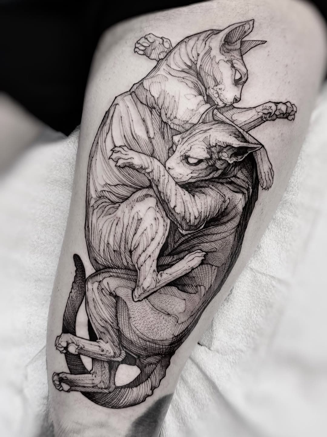 Pair of Sphynx cats