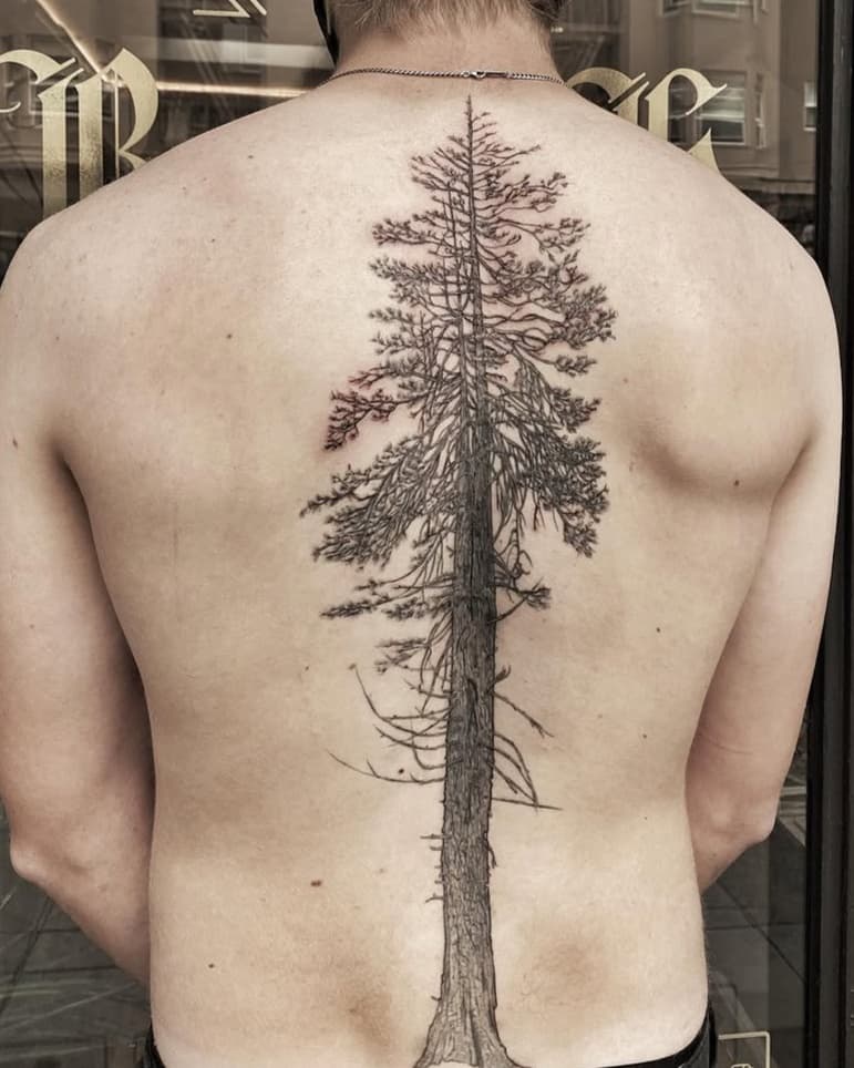Redwood Tree Spine Art