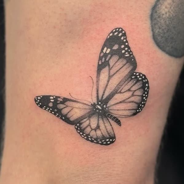 Delicate Monarch Butterfly