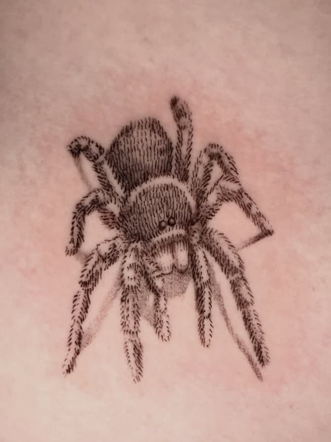 Detailed spider creature