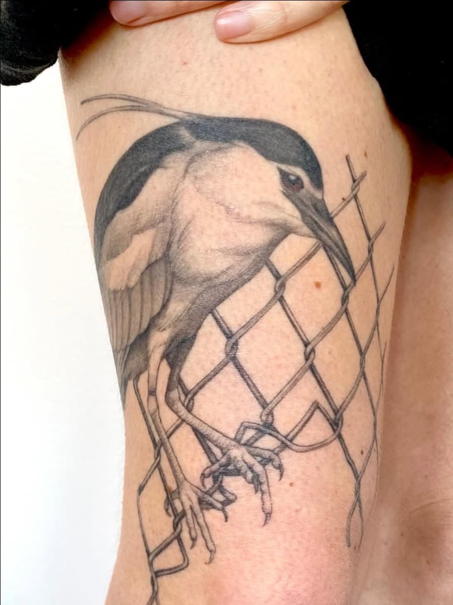 Black-crowned night heron on fence