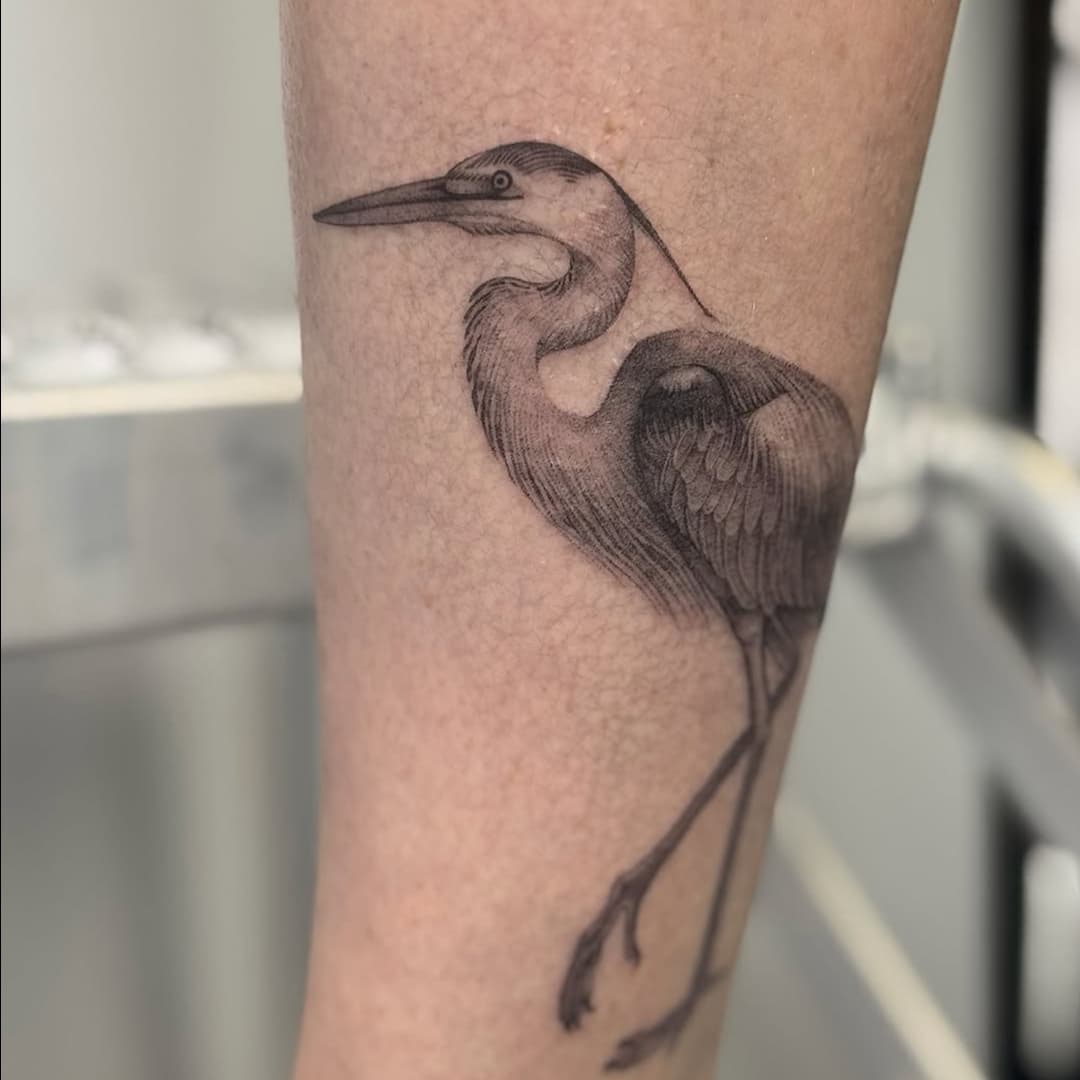 Graceful wading bird