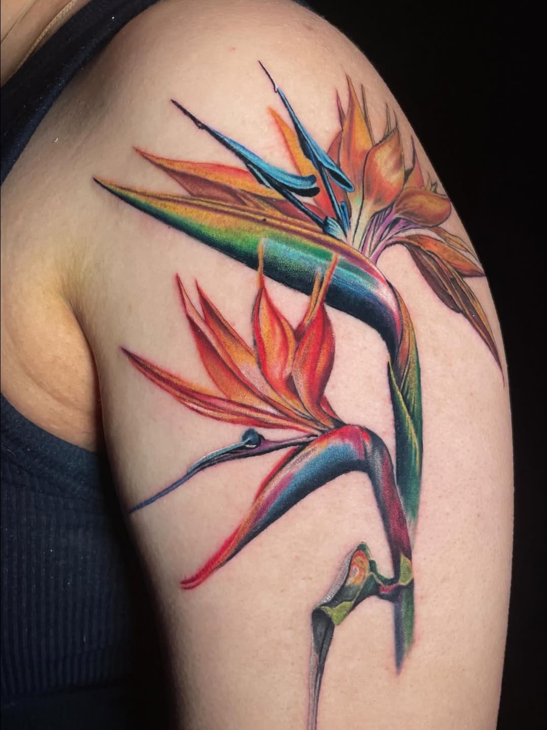 Vibrant Bird of Paradise flowers